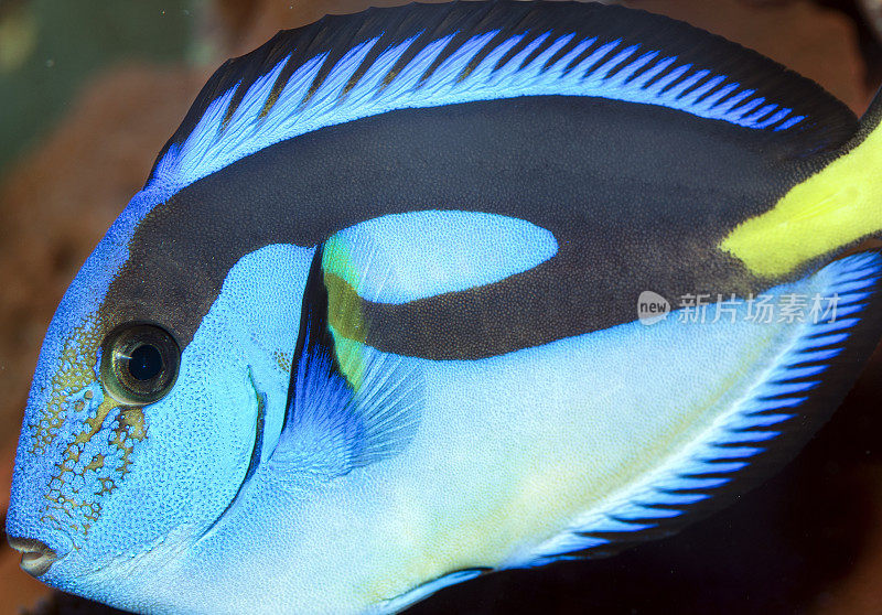 Paracanthurus hepatus